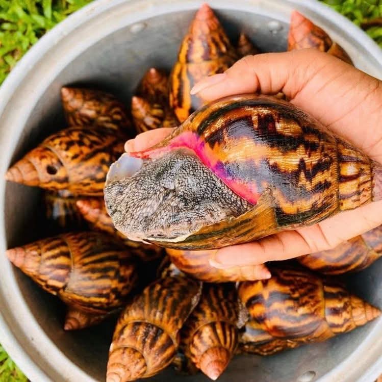 Escargots origine COTE D'IVOIRE
